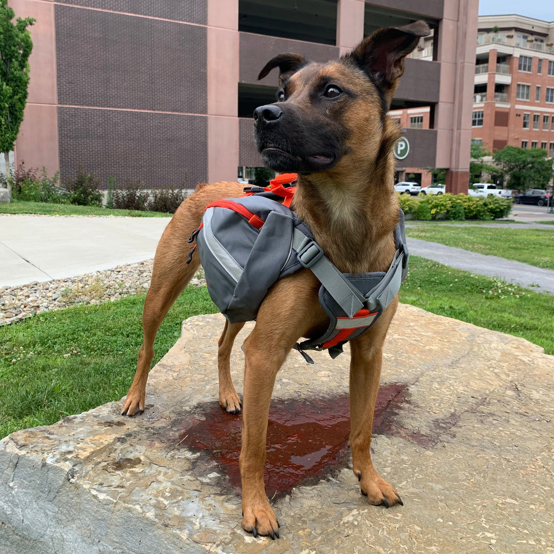 NEW ARRIVALS: Dog Gear, Lumbar Packs, & Fanny Packs!